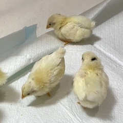 チャボ