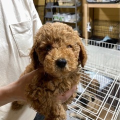 トイプードル　レッド♂
