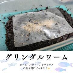 グリンダルワーム 生き餌にぴったり！ うまく培養できると毎日30...