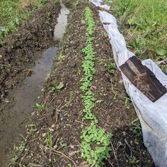 和歌山で農業（米、野菜）はじめませんか！？ - その他