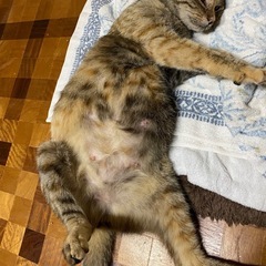 【迷い猫保護してます】