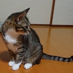 【6/22(日)譲渡会】迎えにきてね⭐️素直なナオちゃん - 猫