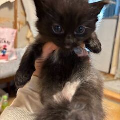 子猫の里親募集してます。 - 長浜市