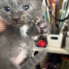 子猫の里親募集してます。 − 滋賀県