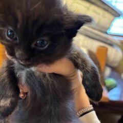 子猫の里親募集してます。 - 猫