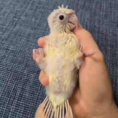 ウロコインコ 雛