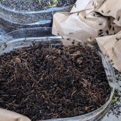 爬虫類の餌コオロギ、孵化中、育ててみませんか？