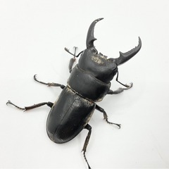本土ヒラタクワガタ　♂40mm台1匹500円　何匹でも可能