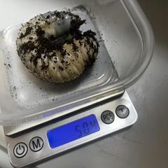 ヘラクレス幼虫3令 オス70g メス50gの画像