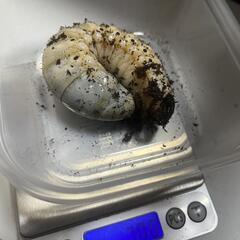 ヘラクレス幼虫3令 オス70g メス50gの画像