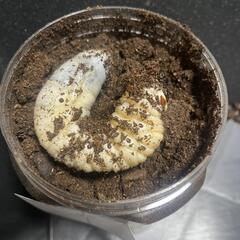ヘラクレス幼虫3令 オス70g メス50gの画像