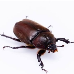 カブトムシ　クワガタ