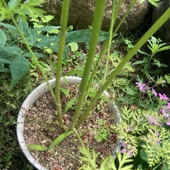 ニンジンの花の画像