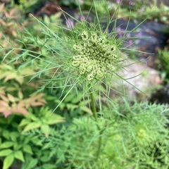 ニンジンの花