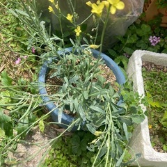 大根とキャベツの花の画像