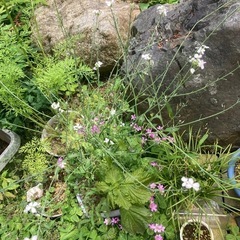 大根とキャベツの花