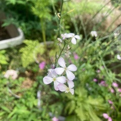 大根とキャベツの花の画像