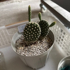 あげますサボテン　オプンチア　観葉植物