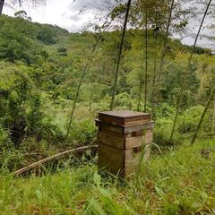ニホンミツバチ（日本みつばち）の分蜂群（2025年5月28日入居確認）