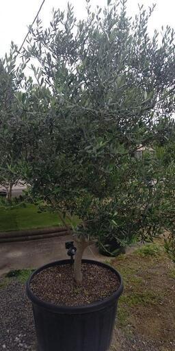 NO.1⭐️オリーブの木 【ネバディロブロンコ】