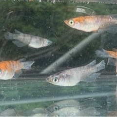メダカ　孔雀明王10匹の画像