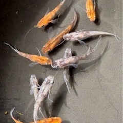 メダカ　孔雀明王10匹の画像