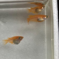 　 取り引き中　　　　　 楊貴妃３匹セット(オス1 メス2)  ...