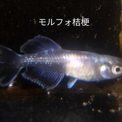めだか（メダカ）水草 浮草 貝 