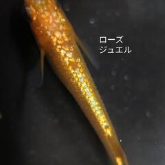 めだか（メダカ）水草 浮草 貝 の画像