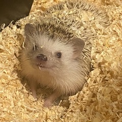 ハリネズミ オスメス 2匹 