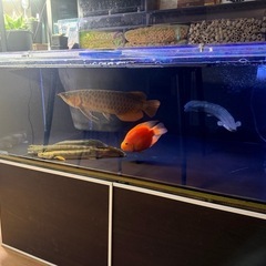 熱帯魚まとめ売り 7匹セット 引き取り限定