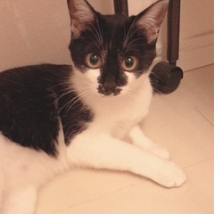 【募集一旦停止させていただきます】甘えん坊の女の子 