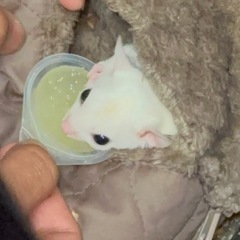 姫路すみシングルファザーです！