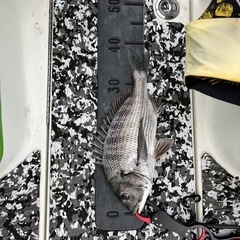 ヤマハ　エキサイター　1430 トレーラーセット　ジェットボートの画像