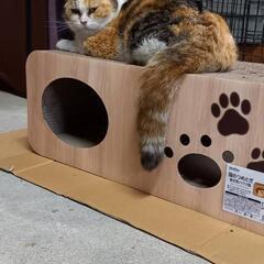 白血病陽性の三毛猫よろしくお願いします❤