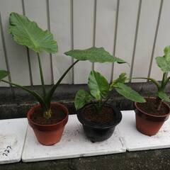観葉植物　クワズイモ