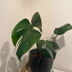 IKEA モンステラ(鉢付)の画像