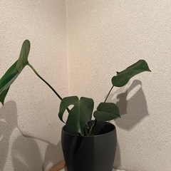 IKEA モンステラ(鉢付)の画像