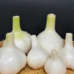 旬の採れたてニンニク1キロ🧄