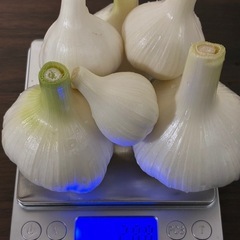 旬の採れたてニンニク1キロ🧄の画像