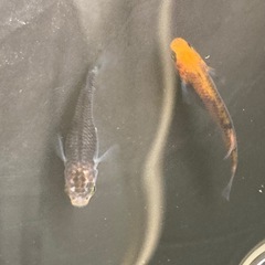 めだか屋大分様血統　メダカ卵　20個➕α　