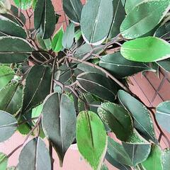 イケア　人工観葉植物　ベンジャミン　フェイクグリーンの画像