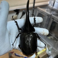 ヘラクレスオオカブト　ペア②（羽少しはみ出し）