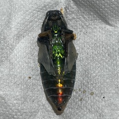 タマムシ蛹