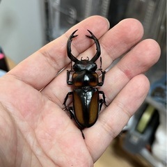 スペキオススシカクワガタ  ペア①