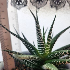 ハオルチア②の画像