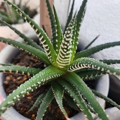 ハオルチア②の画像