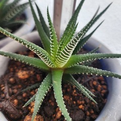 ハオルチア③の画像