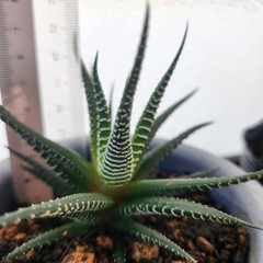 ハオルチア③の画像