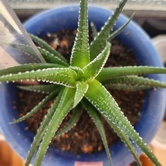 ハオルチア④